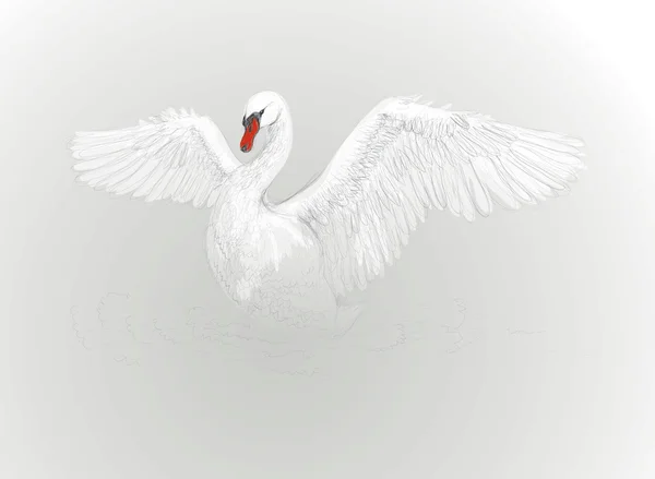 白鳥ダンス — ストックベクタ