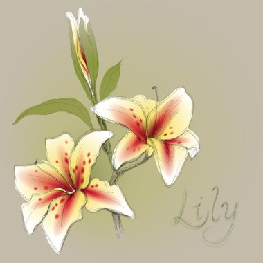 Flower Lily clipart