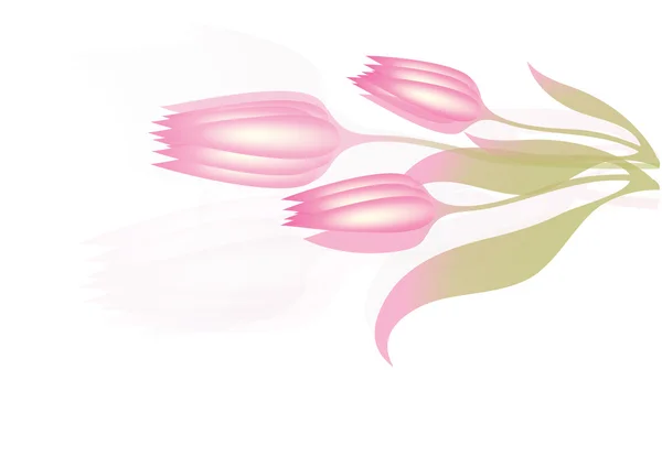 Rosy Tulips — Stock Vector