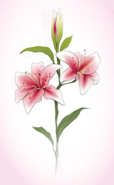 Flower Lily — Stock Vector