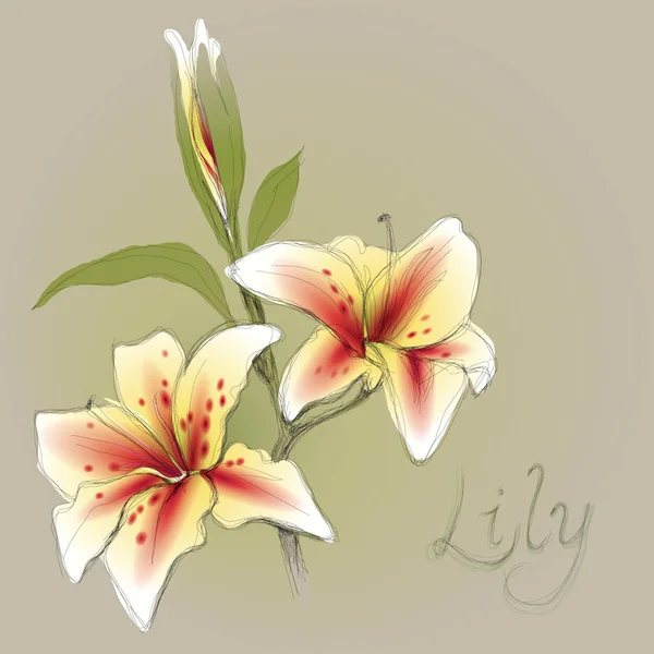 Blomma lily — Stock vektor
