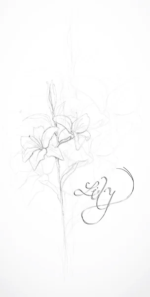 Kreslení lilie — Stockový vektor