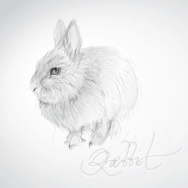 Ritning kanin — Stock vektor