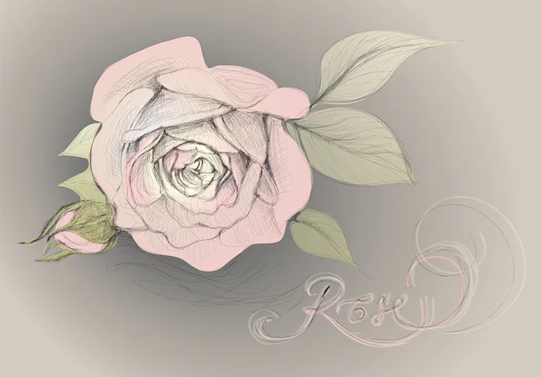 玫瑰花朵 — 图库矢量图片