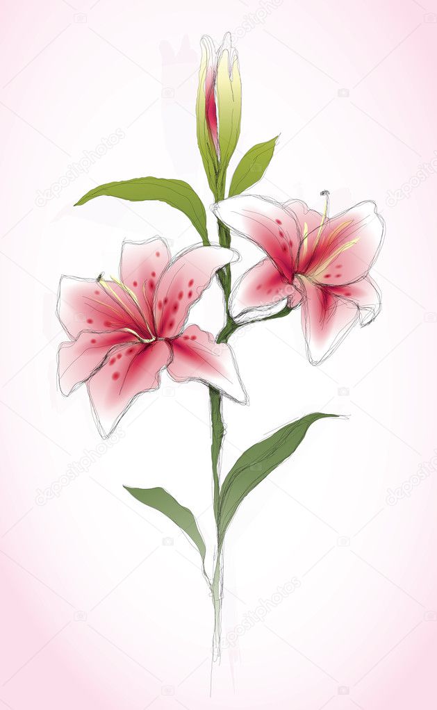 Single bright red hibiscus tropical flower, sketch vector illustration.  Single bright hibiscus tropical flower, sketch style | CanStock