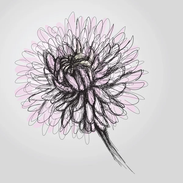 Chrysanthemum — Stock Vector