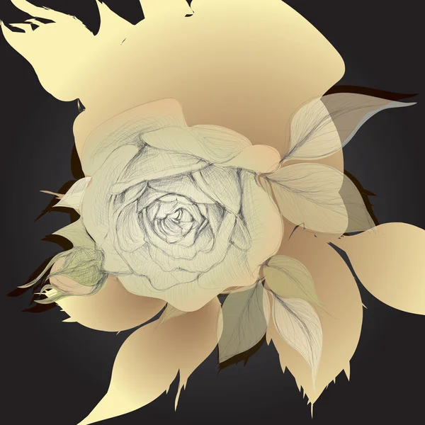 Rosa de albaricoque — Archivo Imágenes Vectoriales