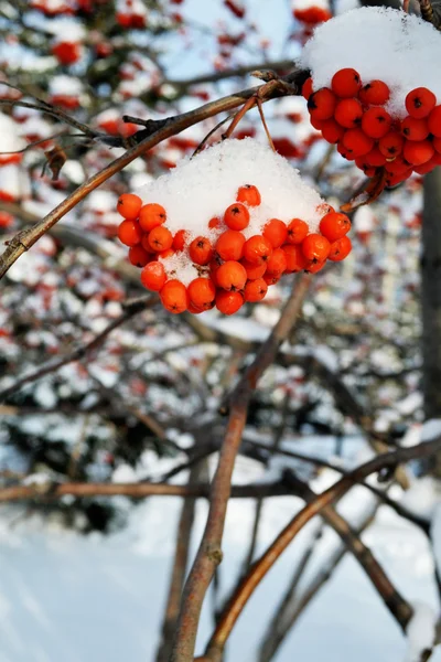 Kış berry rowan