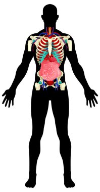 Internal Organs clipart