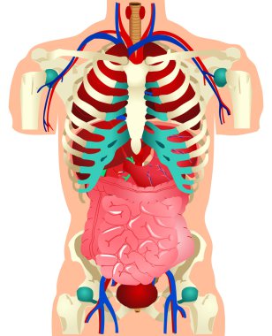 Human Organs clipart