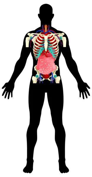 Organes internes — Image vectorielle
