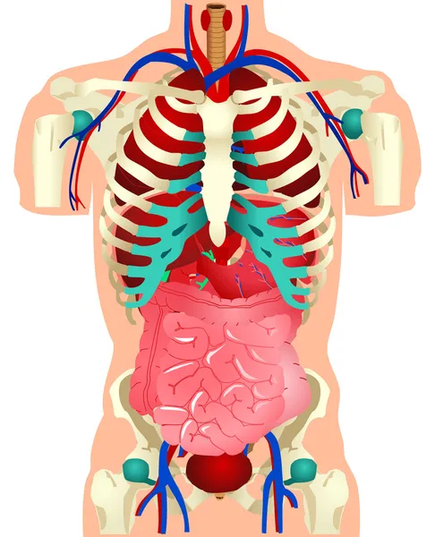 Mänskliga organ — Stock vektor