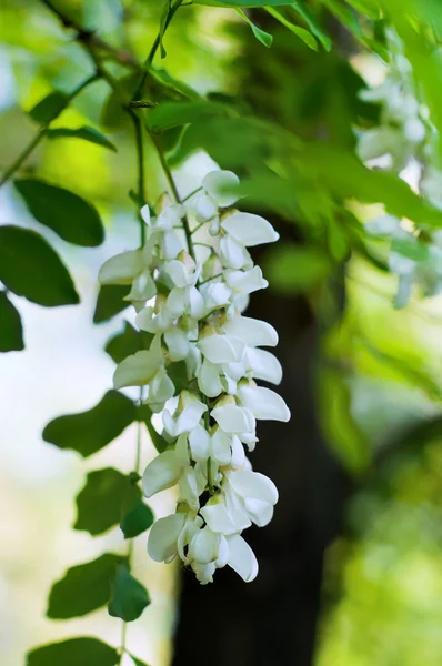 Acacia vita blommor — Stockfoto