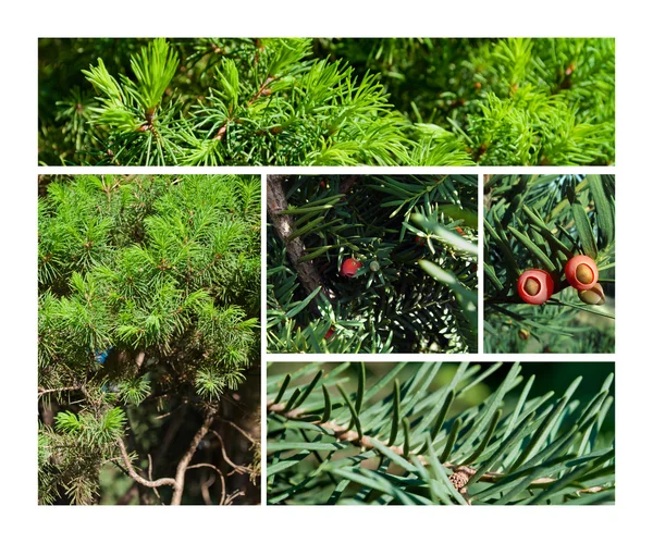 Fir & juniper bomen collage — Stockfoto