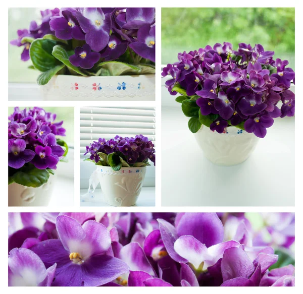 Viola viola collage — Foto Stock