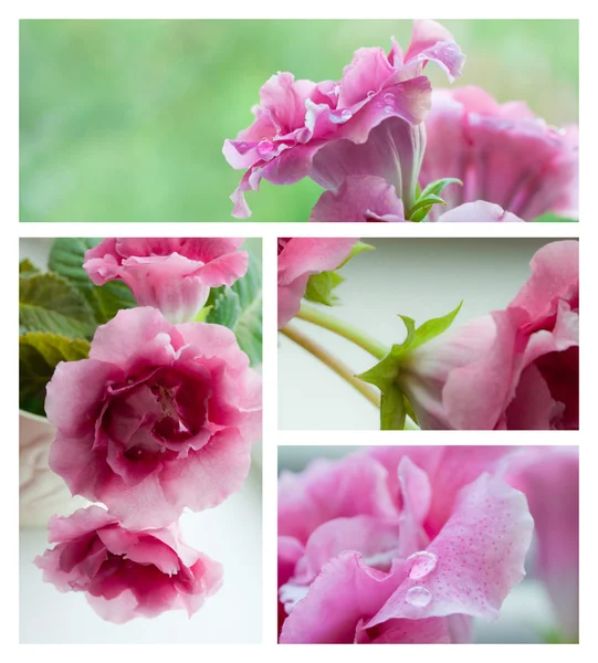 Roze gloxinia bloemen collage — Stockfoto