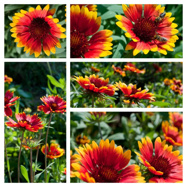 Gaillardia bloemen collage — Stockfoto