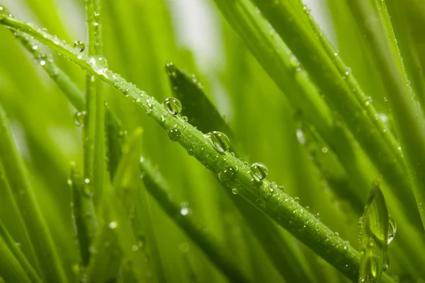 stock image Drops on grass