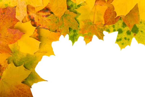 Cadre angulaire de feuilles d'érable — Photo