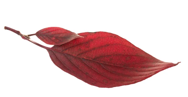 Zwei rote Blätter Hartriegel — Stockfoto