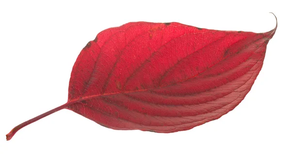 Dogwood leaf — Stock Photo, Image