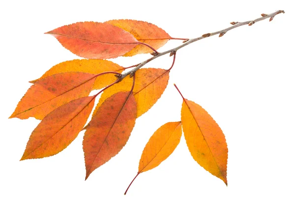 Zweig mit orangen Blättern — Stockfoto