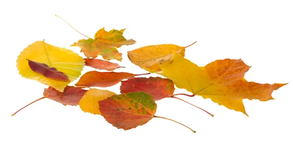 Höst löven faller — Stockfoto
