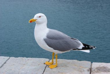 Herring seagull clipart