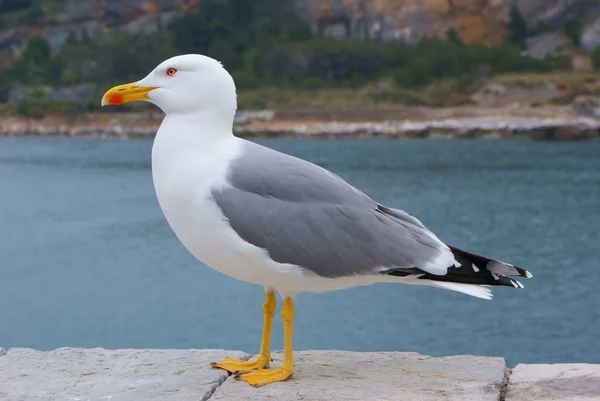 stock image Herring seagull