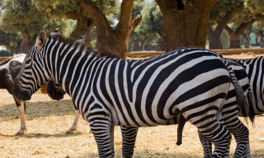 bir zebra