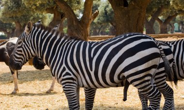 A Zebra clipart