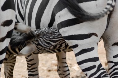 Zebra foal suckling clipart