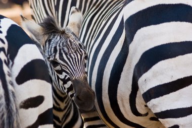 Zebra foal clipart