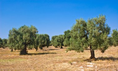 Olive grove clipart