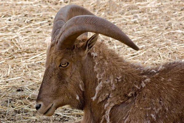 stock image Mountain bighorn sheep