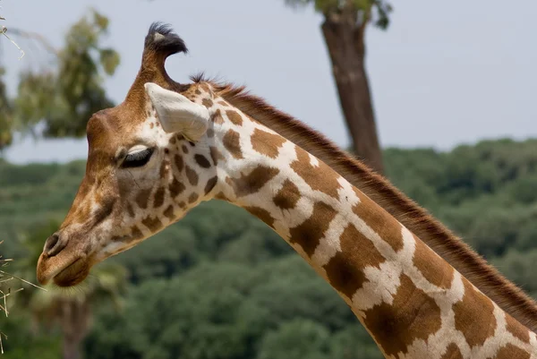 Cabeza y cuello de jirafa —  Fotos de Stock