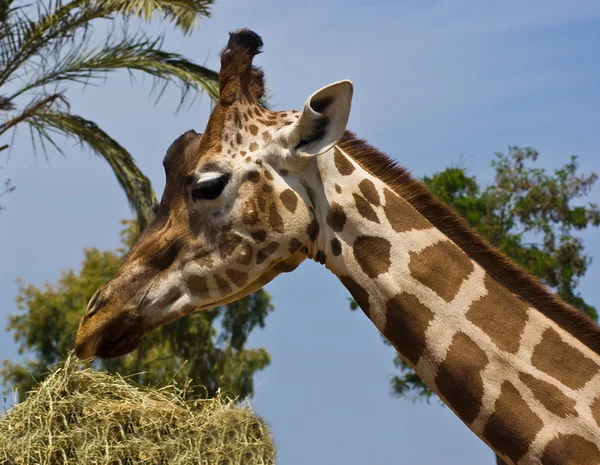 Cabeça e pescoço de uma girafa — Fotografia de Stock