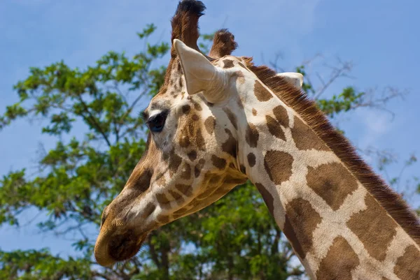 Cabeça e pescoço de uma girafa — Fotografia de Stock
