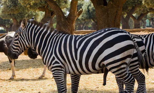 En zebra — Stockfoto