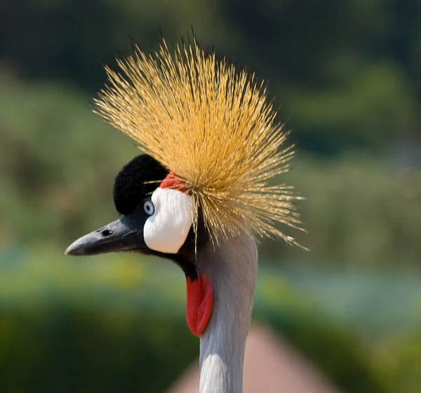 stock image Head of Grey Crowned Crane