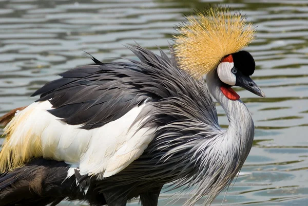 stock image Grey Crowned Crane