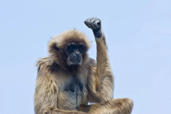 长臂猿 — 图库照片