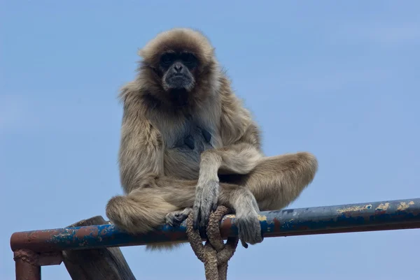 Gibbon... — Fotografia de Stock
