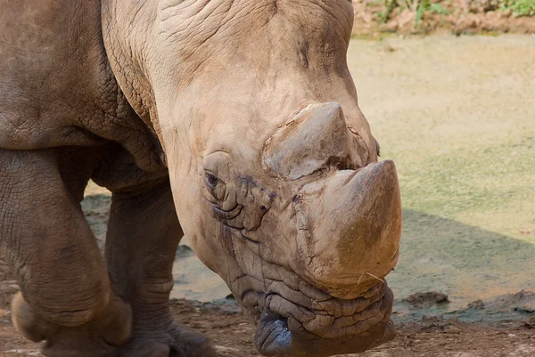 Rhino sauvage — Photo