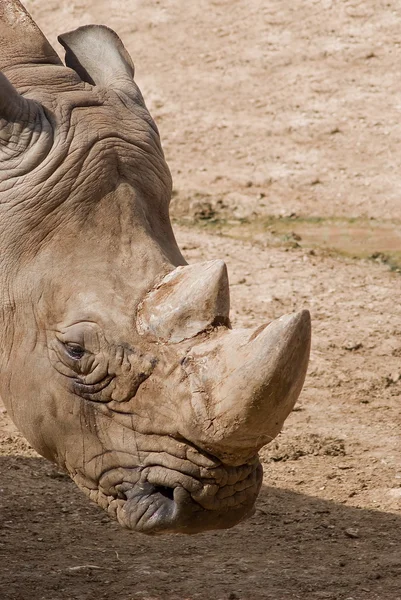 Wild rhino — Stockfoto