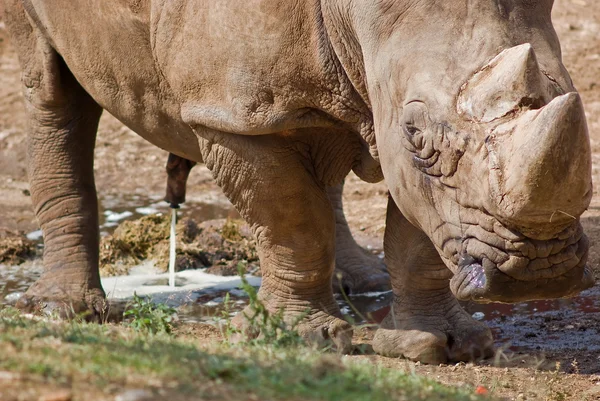 Vilda noshörningen — Stockfoto