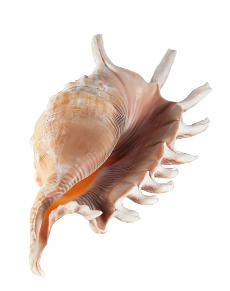 Under seashell — Stock Photo, Image