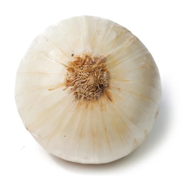 Izole tek beyaz soğan — Stok fotoğraf
