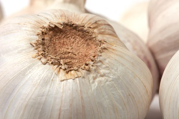 Луковица чеснока крупным планом — стоковое фото
