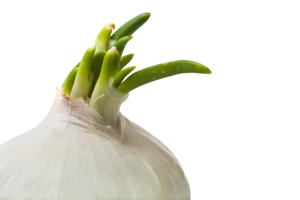 Single white onion closeup isolated — Stock Photo, Image